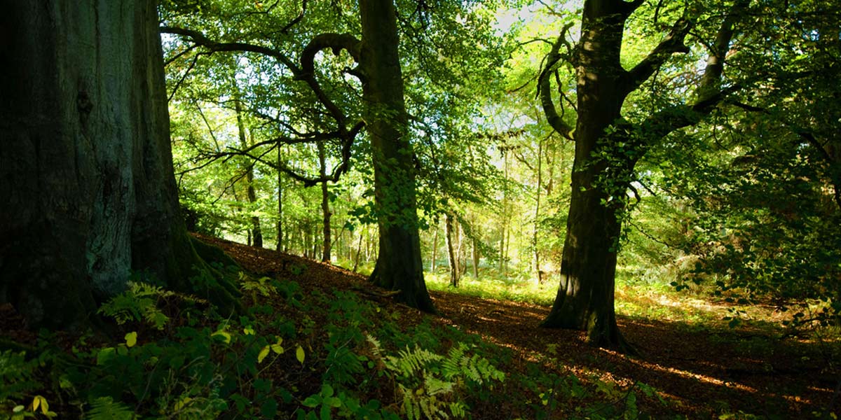 Gesundheit Natur Wald Psychologische Online Beratung